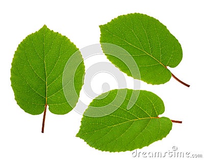 Kiwi fruit leaf isolated white background Stock Photo
