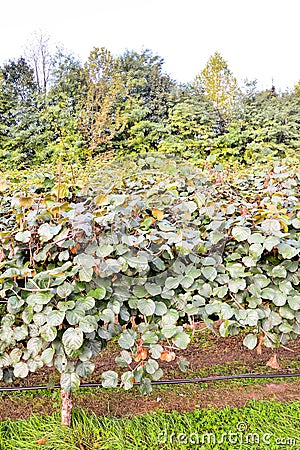 Kiwi Fruit Plantaion Tree Stock Photo