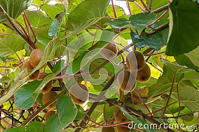 Kiwi fruit on a tree Actinidia deliciosa in autumn Stock Photo