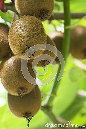 Kiwi fruits Stock Photo