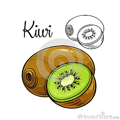 Kiwi vector drawing icon Vector Illustration