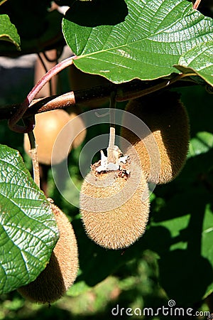 Kiwifruit are ripening in the north of Italy Stock Photo