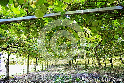 Kiwis growing in large orchard in New Zealand. Kerikeri. Stock Photo