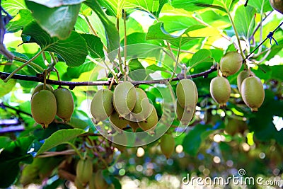 Kiwis growing in orchard in New Zealand. Stock Photo