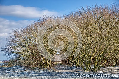 A natural leafless tree tunnel or gallery crosses two parts of a strand. Bare branches arching overhead bestow a sense of mystical Stock Photo