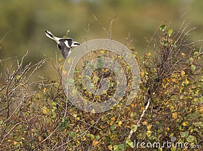 Klapekster, Great Grey Shrike, Lanius excubitor Stock Photo