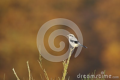 Klapekster; Great Grey Shrike; Lanius excubitor Stock Photo