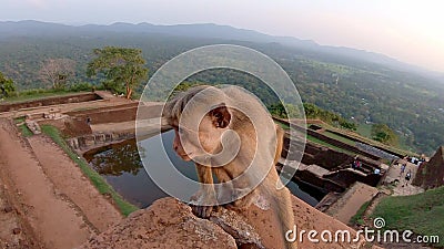Kleine aap in Sigiriya stock video Kleine aap in Sigiriya stock video