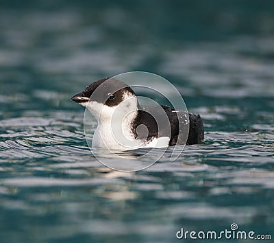 Kleine Alk, Little Auk, Alle alle Stock Photo