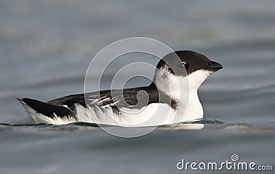 Kleine Alk, Little Auk, Alle alle Stock Photo