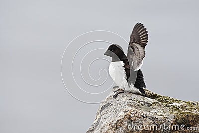 Kleine Alk, Little Auk, Alle alle Stock Photo