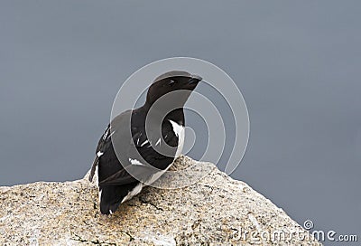 Kleine Alk, Little Auk, Alle alle Stock Photo