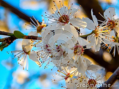 Kleine BlÃ¼ten an einem Baum Stock Photo