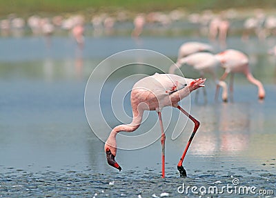 Kleine Flamingo, Lesser Flamingo, Phoeniconaias minor Stock Photo