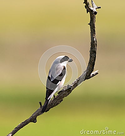 Kleine Klapekster, Lesser Grey Shrike, Lanius minor Stock Photo