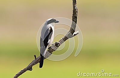 Kleine Klapekster, Lesser Grey Shrike, Lanius minor Stock Photo