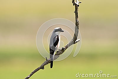 Kleine Klapekster, Lesser Grey Shrike, Lanius minor Stock Photo
