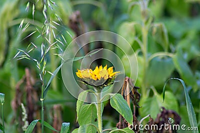 Kleine Sonnenblume Stock Photo