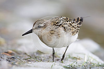 Kleine Strandloper, Little Stint, Calidris minuta Stock Photo