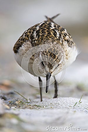 Kleine Strandloper, Little Stint, Calidris minuta Stock Photo