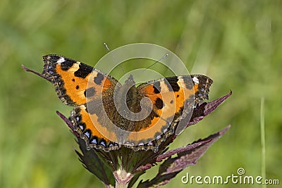 Kleine vos, Small Tortoiseshell, Aglais urticae Stock Photo