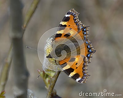 Kleine vos, Small Tortoiseshell, Aglais urticae Stock Photo