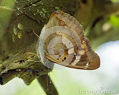 Kleine weerschijnvlinder, Lesser Purple Emperor, Apatura ilia Stock Photo