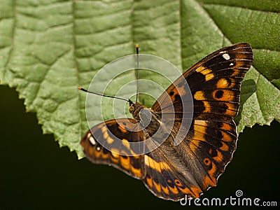 Kleine weerschijnvlinder, Lesser Purple Emperor Stock Photo