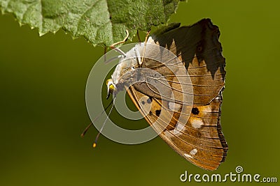 Kleine weerschijnvlinder, Lesser Purple Emperor Stock Photo