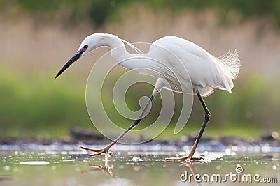 Kleine Zilverreiger, Little Egret, Egretta garzetta Stock Photo