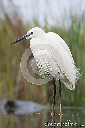 Kleine Zilverreiger, Little Egret, Egretta garzetta Stock Photo