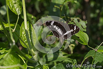 Kleiner Eisvogel (Limenitis camilla Stock Photo