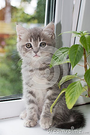 Kleines lustiges graues K tzchen sitzt am Fenster und schaut in den Rahmen. Vertikales Foto, Nahaufnahme. Stock Photo