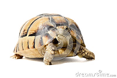 KleinmannÂ´s tortoise walking on a white background Stock Photo