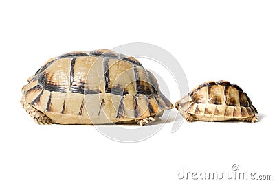 KleinmannÂ´s tortoises on a white background Stock Photo