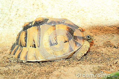 Kleinmann tortoise Stock Photo