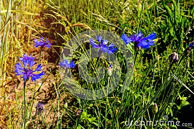 Knapweed, Centaurea montana, mountain cornflower, bachelor`s button, montane knapweed or mountain bluet Stock Photo