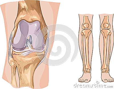 Knee Vector Illustration