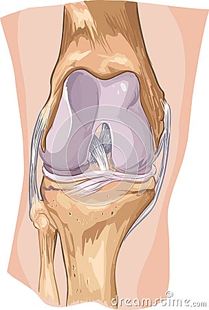 Knee Vector Illustration