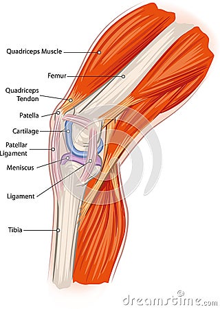 Knee anatomy Vector Illustration