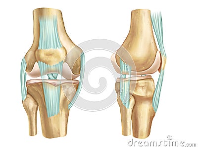 Knee anatomy, front and side view. Cartoon Illustration