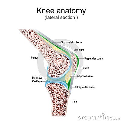 Knee anatomy. Side view Vector Illustration