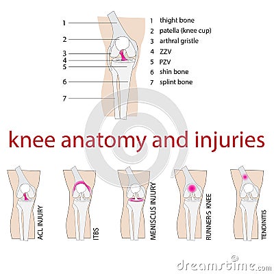 Knee anatomy Vector Illustration