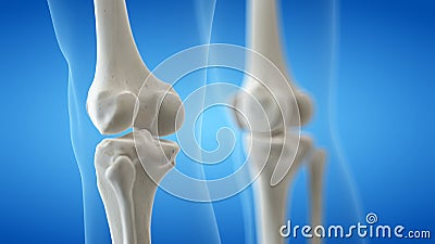 The knee bones Cartoon Illustration