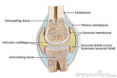 Knee bursae Stock Photo