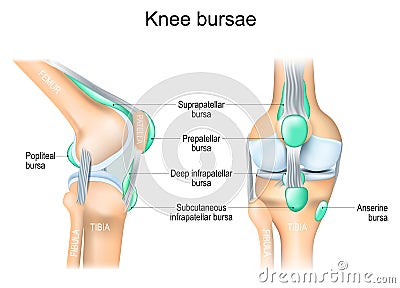 Knee bursae. Frontal and side view of human knee joint Vector Illustration