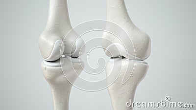Knee joint with healthy cartilage, front and back- 3D Rendering Stock Photo