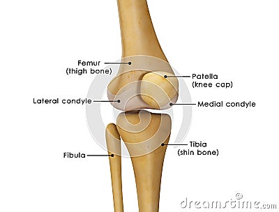 Knee joint Stock Photo