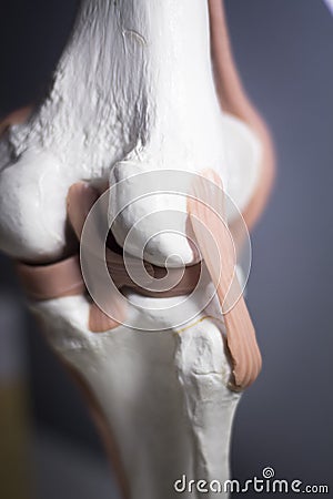 Knee joint meniscus tendon model Stock Photo