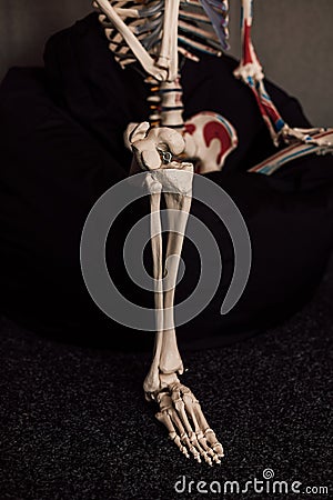 Knee joint on the skeleton. Sample for studying the structure of the bones of the leg Stock Photo